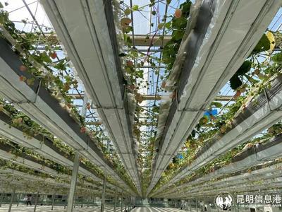 呈貢寶珠梨、繡球花、草莓等農特產品亮相2023全國&ldquo;土特產&rdquo;集中推薦活動現場